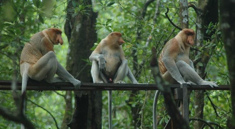 Mangrove Kemangtis Potensi Baru Wisata Balikpapan